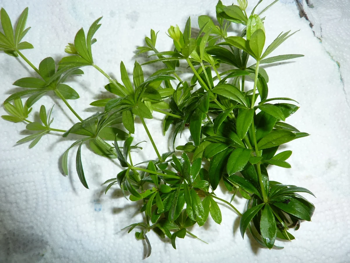 Rezept: Marmelade: Erdbeer-Waldmeister Bild Nr. 332 Marmelade: Erdbeer-Waldmeister - Rezept - Bild Nr. 332