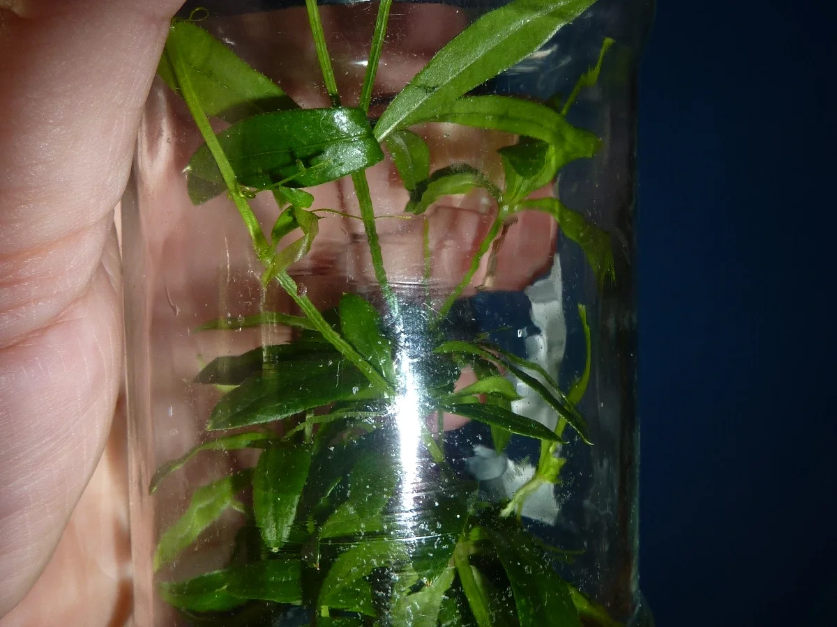 Rezept: Marmelade: Erdbeer-Waldmeister Bild Nr. 333 Marmelade: Erdbeer-Waldmeister - Rezept - Bild Nr. 333