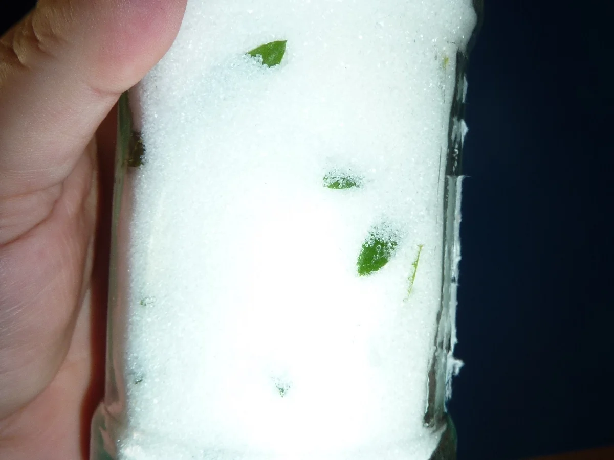 Rezept: Marmelade: Erdbeer-Waldmeister Bild Nr. 334 Marmelade: Erdbeer-Waldmeister - Rezept - Bild Nr. 334