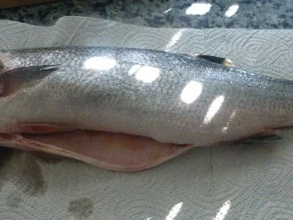 Wolfsbarsch aus dem Ofen - Rezept - Bild Nr. 568