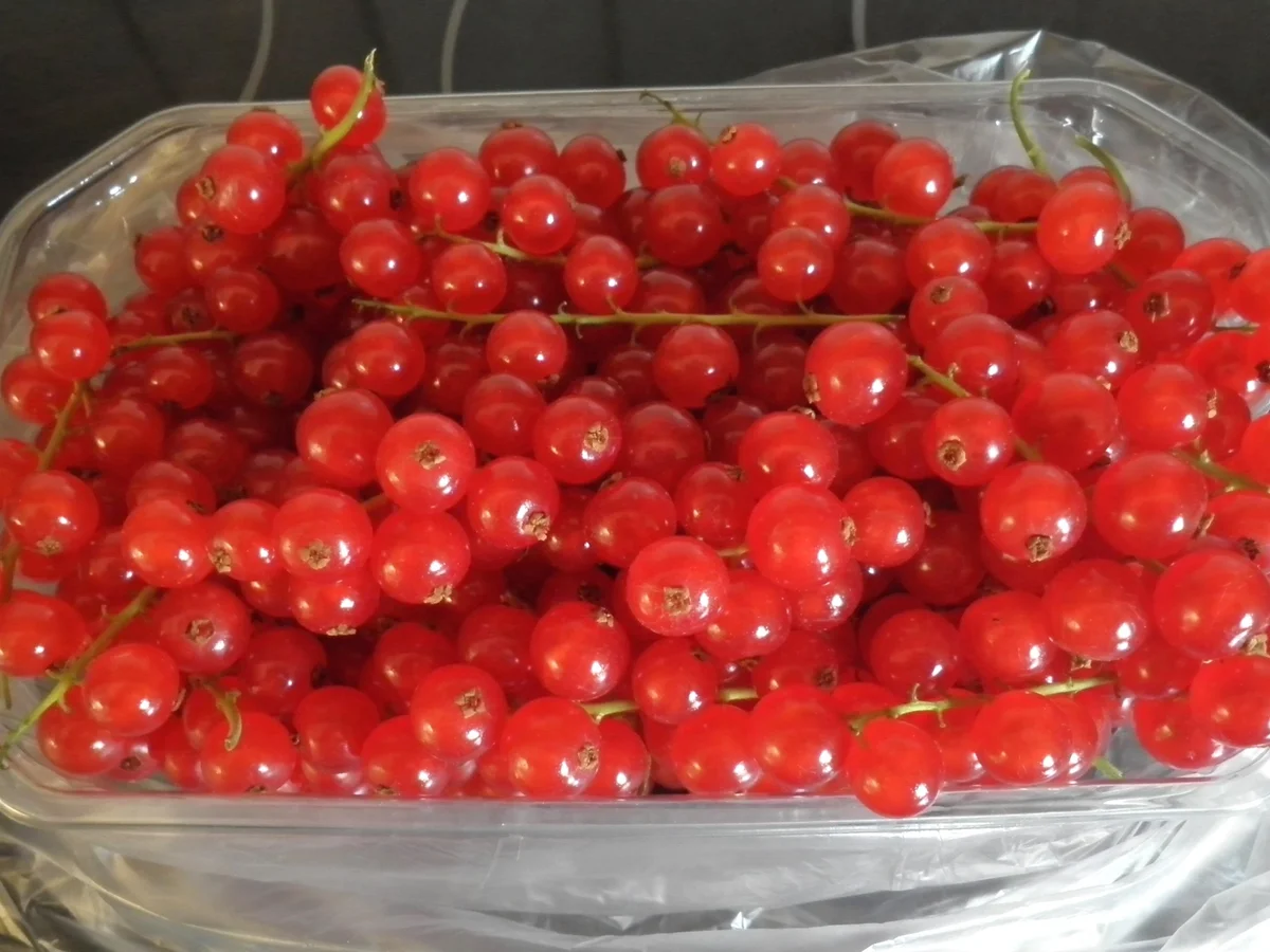 Johannisbeer - Baiser - Tarte - Rezept - Bild Nr. 607