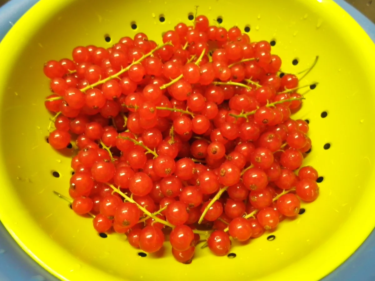 Johannisbeer - Baiser - Tarte - Rezept - Bild Nr. 609