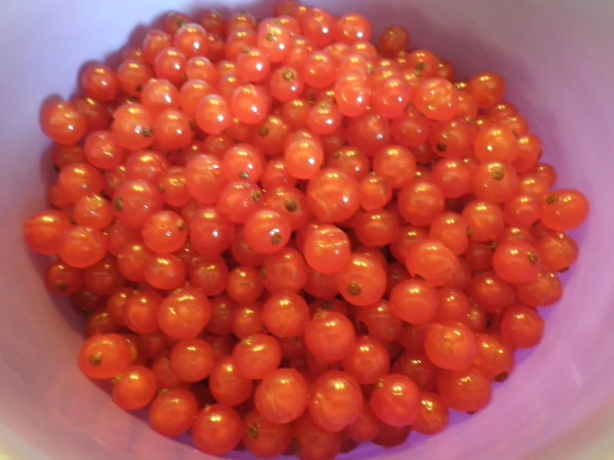 Johannisbeer - Baiser - Tarte - Rezept - Bild Nr. 610