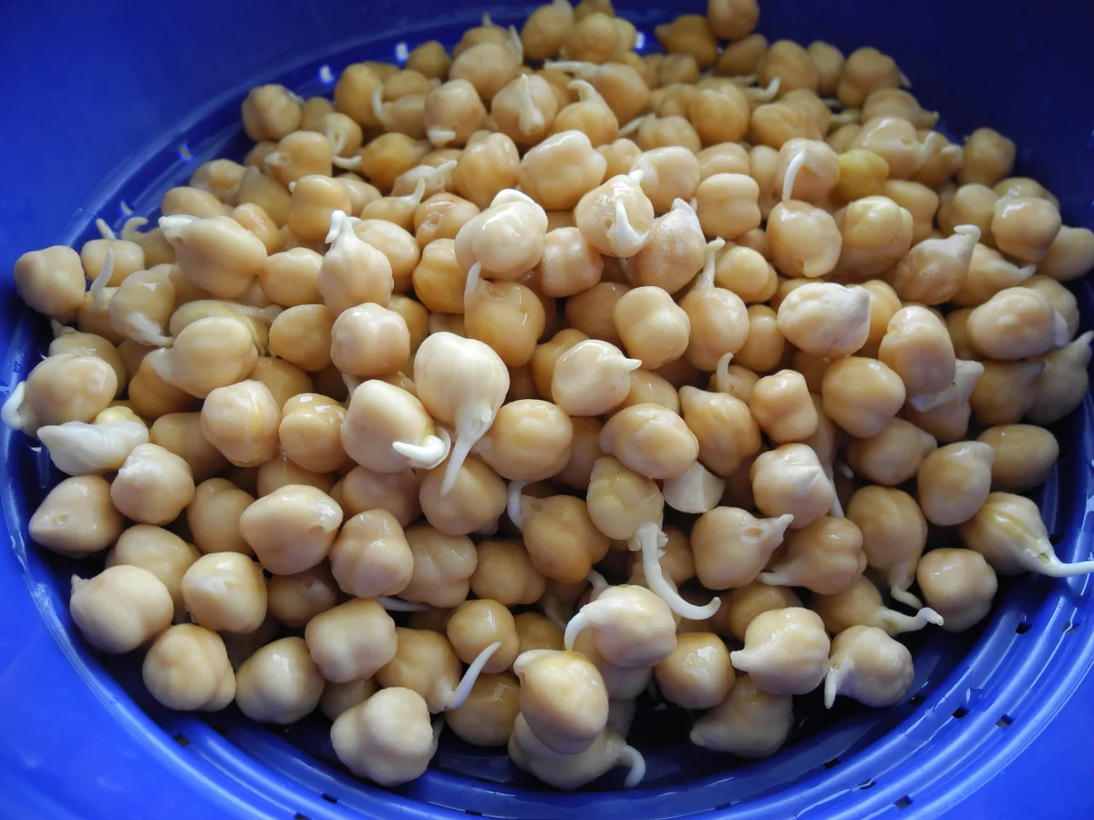 Kichererbsen - Kurkuma - Kräcker - Rezept - Bild Nr. 892