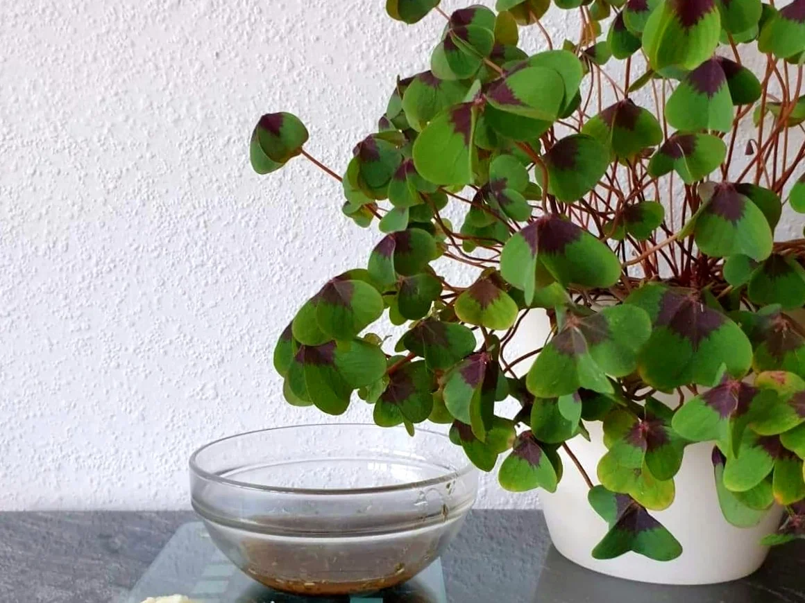 Champignonsalat  - Rezept - Bild Nr. 3