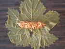 Dolma / Sarma - Rezept - Bild Nr. 889