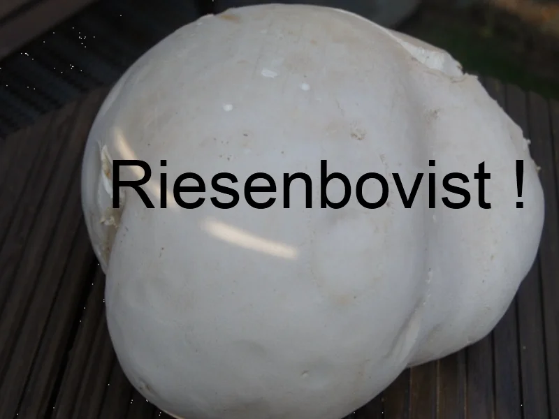 Riesenbovistschnitzel - Rezept - Bild Nr. 1078