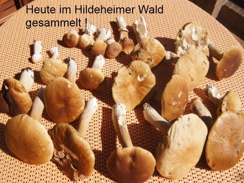 Rezept: Steinpilzschnitzel Bild Nr. 1073 Steinpilzschnitzel - Rezept - Bild Nr. 1073