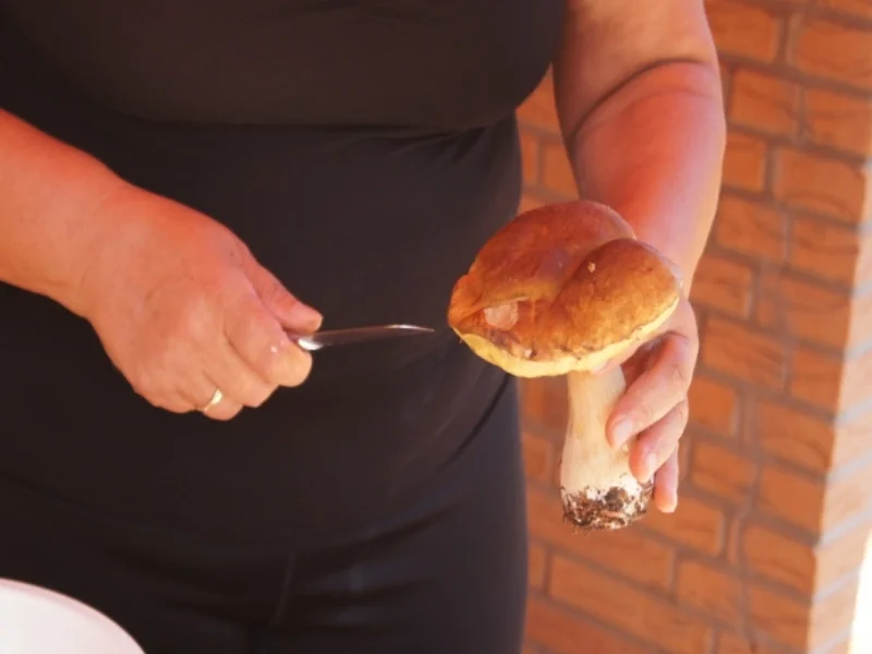 Rezept: Steinpilzschnitzel Bild Nr. 1074 Steinpilzschnitzel - Rezept - Bild Nr. 1074