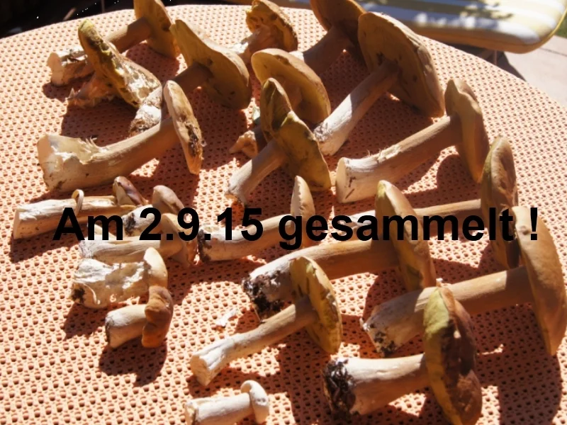 Spaghetti mit Rahmsteinpilzen - Rezept - Bild Nr. 1098