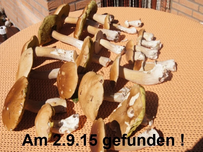 Drillinge mit Steinpilzragout - Rezept - Bild Nr. 1099