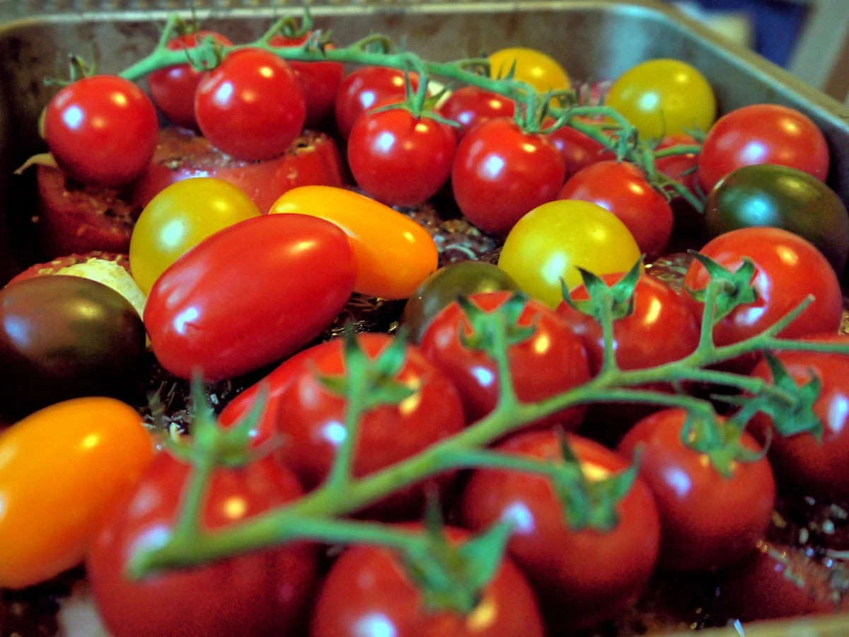 Rezept: Koteletts auf geschmorten Tomaten Bild Nr. 1137 Koteletts auf geschmorten Tomaten - Rezept - Bild Nr. 1137