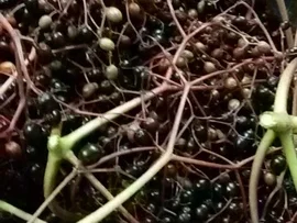 "Gesundheitswässerchen" - Rezept - Bild Nr. 1346