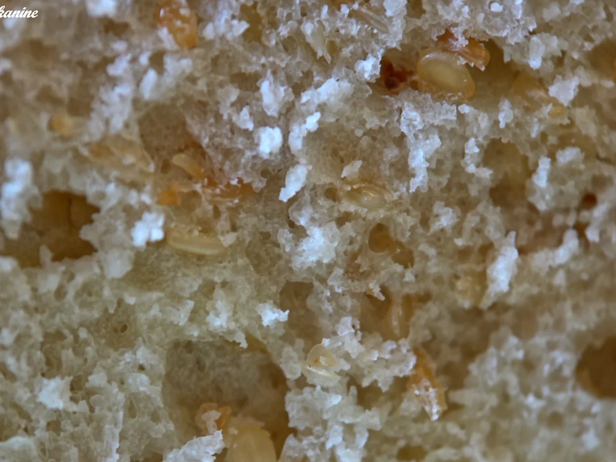 Rezept: Sesambrot Bild Nr. 1424 Sesambrot - Rezept - Bild Nr. 1424