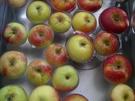 Rezept: Apfelmus aus eigenen Äpfeln Bild Nr. 1474 Apfelmus aus eigenen Äpfeln - Rezept - Bild Nr. 1474