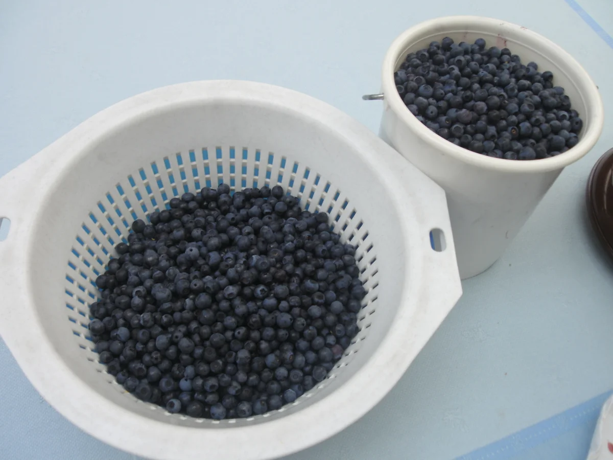 Rezept: Heidelbeerkuchen Bild Nr. 1478 Heidelbeerkuchen - Rezept - Bild Nr. 1478