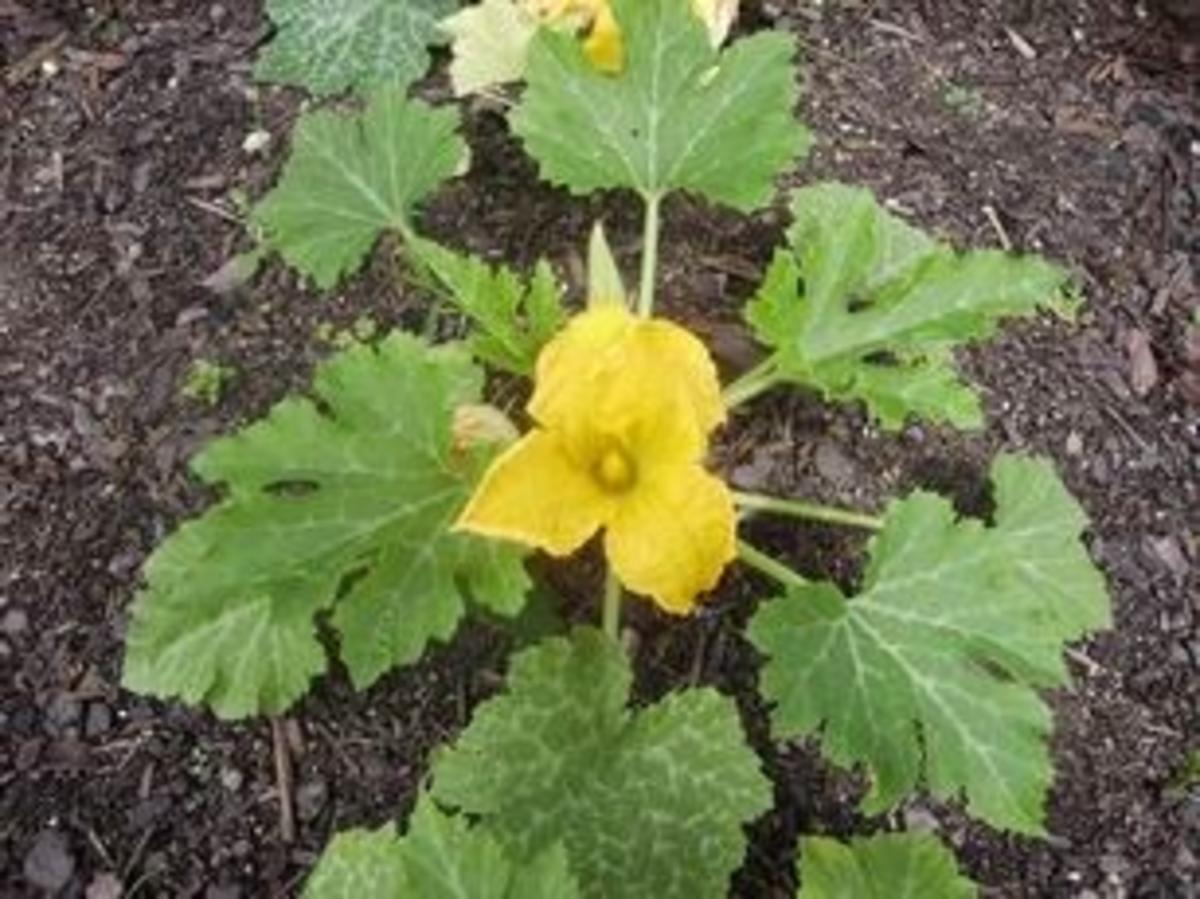 Bilder für Zucchini-Cremesuppe Rezept