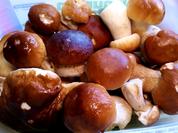 Steinpilze pur ... - Rezept - Bild Nr. 1539