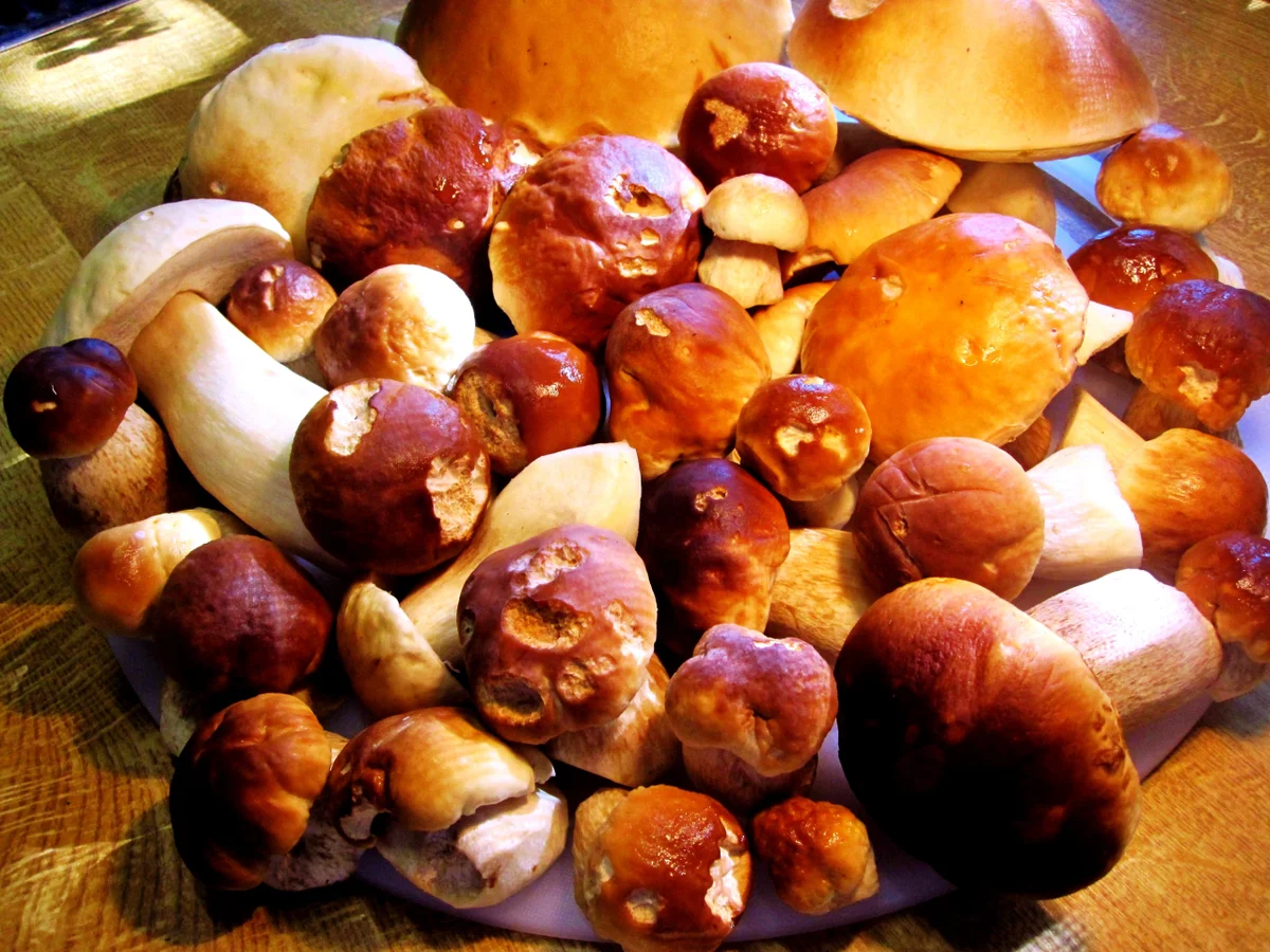 Steinpilze - heute mal in rahmiger Soße - Rezept - Bild Nr. 1589