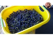 Traubengelee - Rezept - Bild Nr. 1644