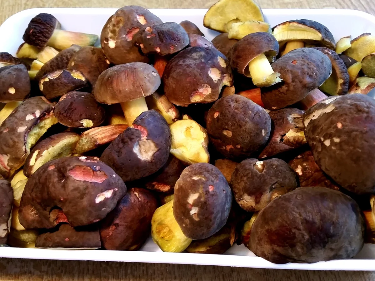 Pilze in Gewürzsud eingelegt und haltbar gemacht - Rezept - Bild Nr. 1645