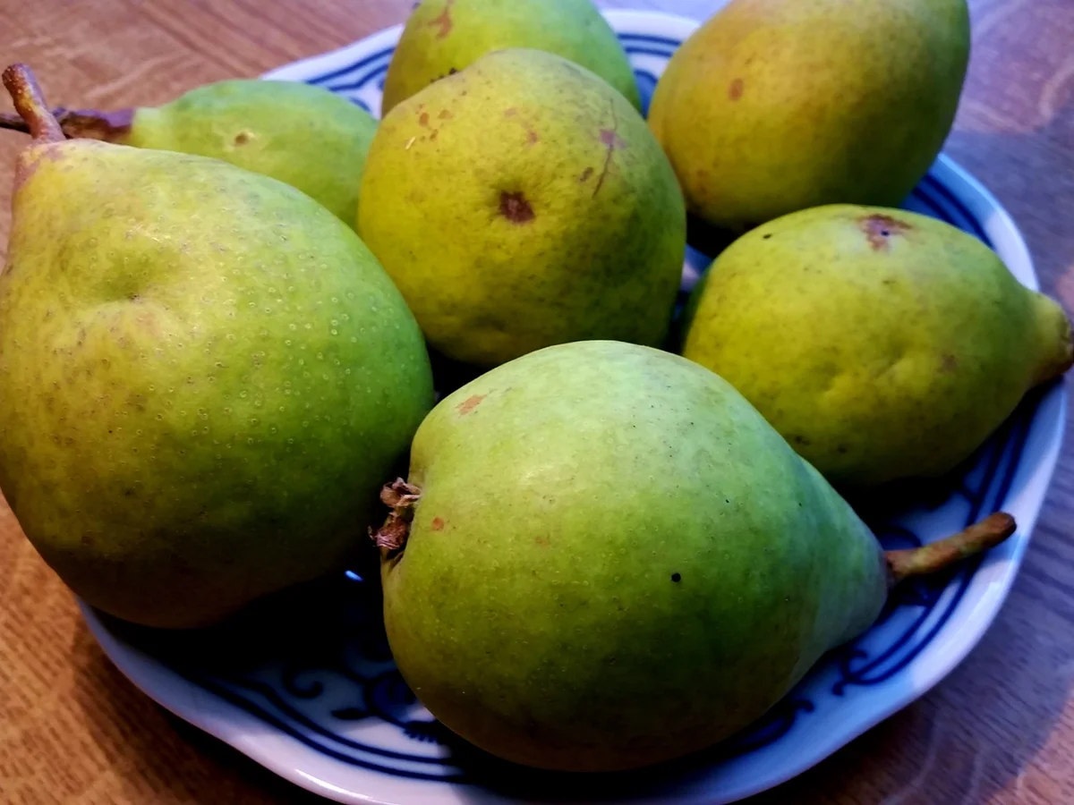 Rezept: Birnen-Kompott Bild Nr. 1717 Birnen-Kompott - Rezept - Bild Nr. 1717