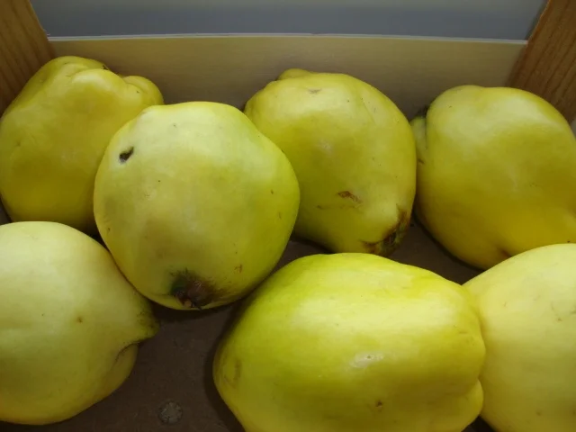 Quittengelee, mit Nelken und Vanille verfeinert - Rezept - Bild Nr. 1921