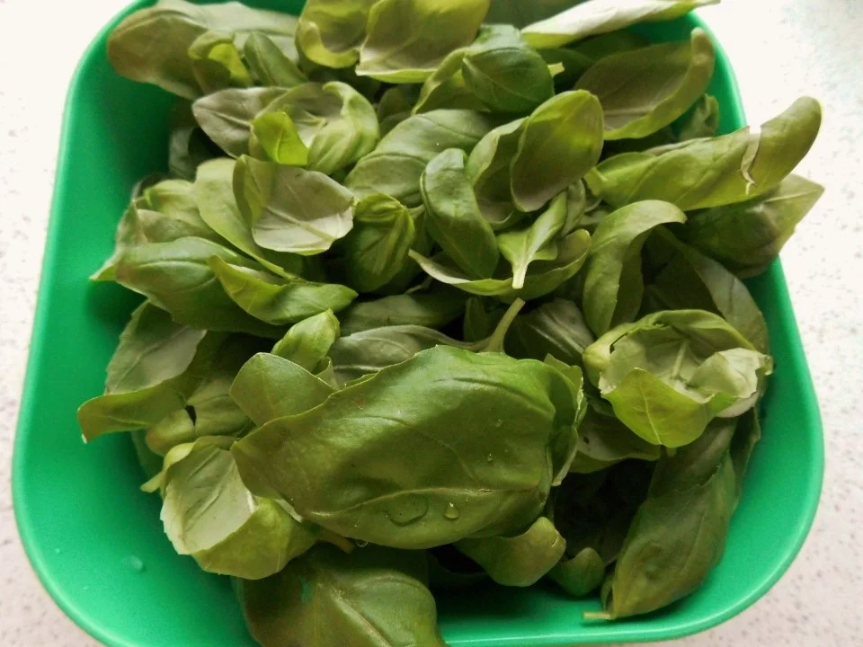 Rezept: Spaghetti mit Basilikum-Grana-Padano-Soße und knuspriges Hähnchenfilet Bild Nr. 1907 Spaghetti mit Basilikum-Grana-Padano-Soße und knuspriges Hähnchenfilet - Rezept - Bild Nr. 1907