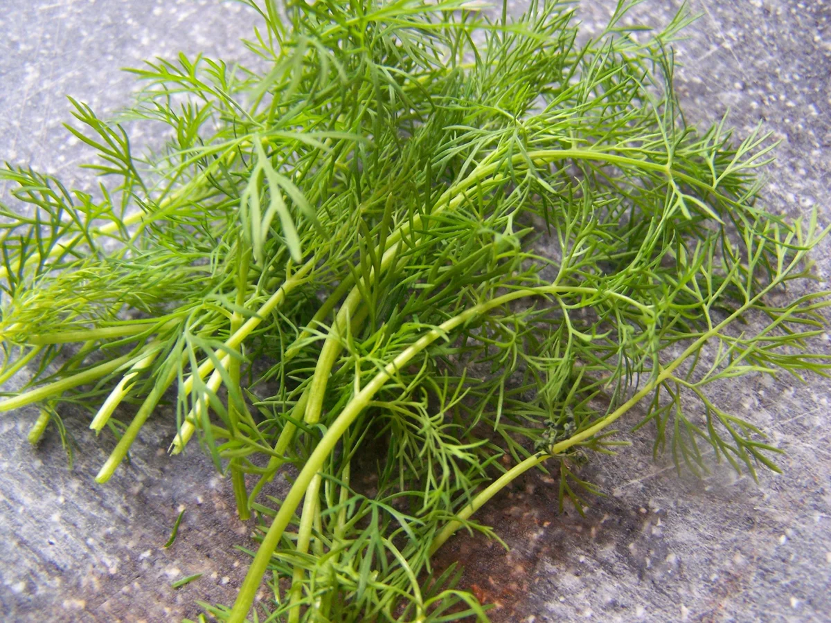 Rezept: Spargel -Eierragou nach hoci's Art Bild Nr. 1970 Spargel -Eierragou nach hoci's Art - Rezept - Bild Nr. 1970