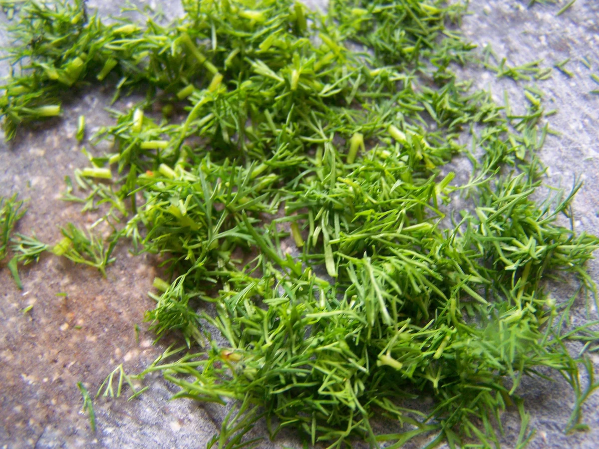 Rezept: Spargel -Eierragou nach hoci's Art Bild Nr. 1971 Spargel -Eierragou nach hoci's Art - Rezept - Bild Nr. 1971