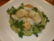 Rezept: Heilbuttfilet mit Jakobsmuschel auf Erbsenrisotto Bild Nr. 2098 Heilbuttfilet mit Jakobsmuschel auf Erbsenrisotto - Rezept - Bild Nr. 2098
