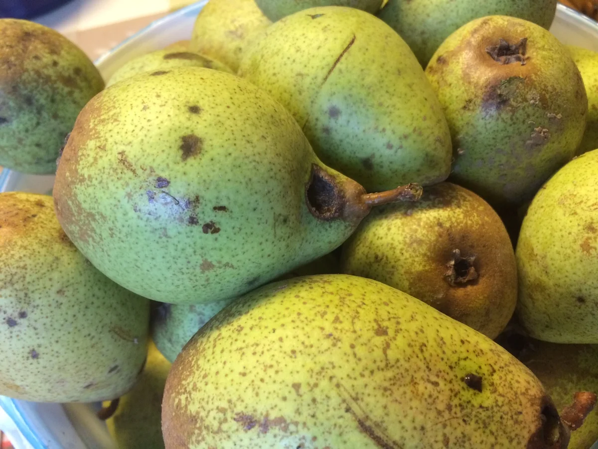 Rezept: Birnen Marmelade Bild Nr. 2280 Birnen Marmelade - Rezept - Bild Nr. 2280