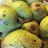 Birnen Marmelade - Rezept - Bild Nr. 2280