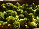 Vegetarischer - Brokkoli - Kartoffelauflauf - Rezept - Bild Nr. 2280