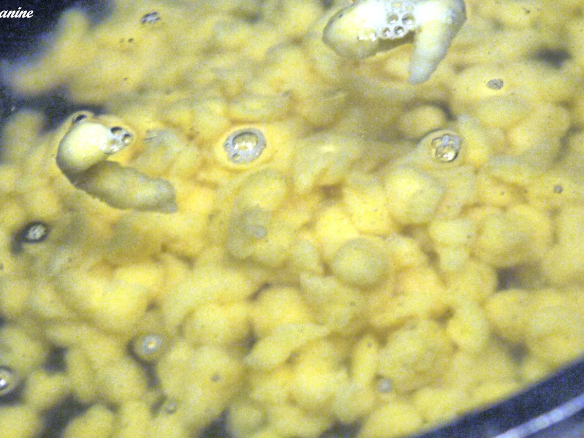 Rezept: Tomatenspätzle Bild Nr. 2304 Tomatenspätzle - Rezept - Bild Nr. 2304