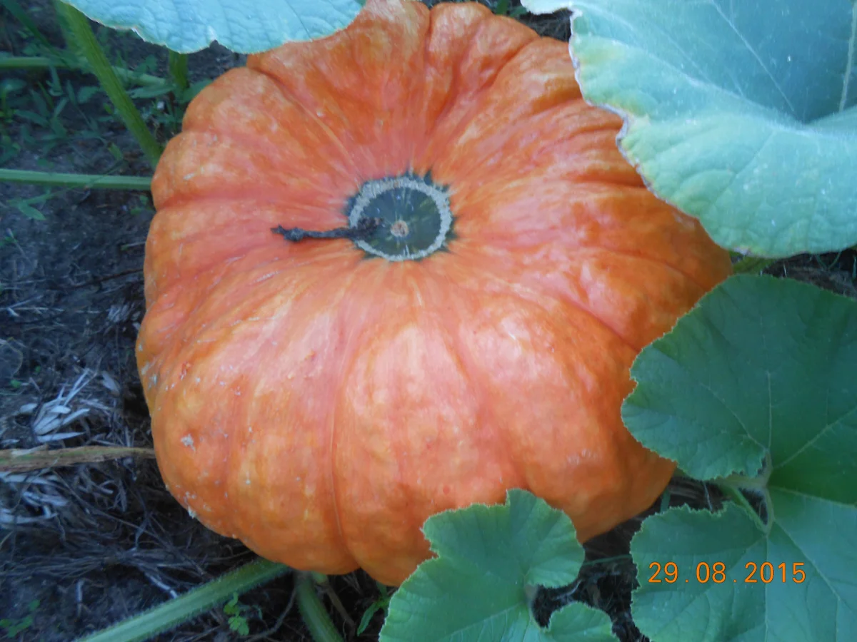 Rezept: Kürbismarmelade Bild Nr. 2491 Kürbismarmelade - Rezept - Bild Nr. 2491