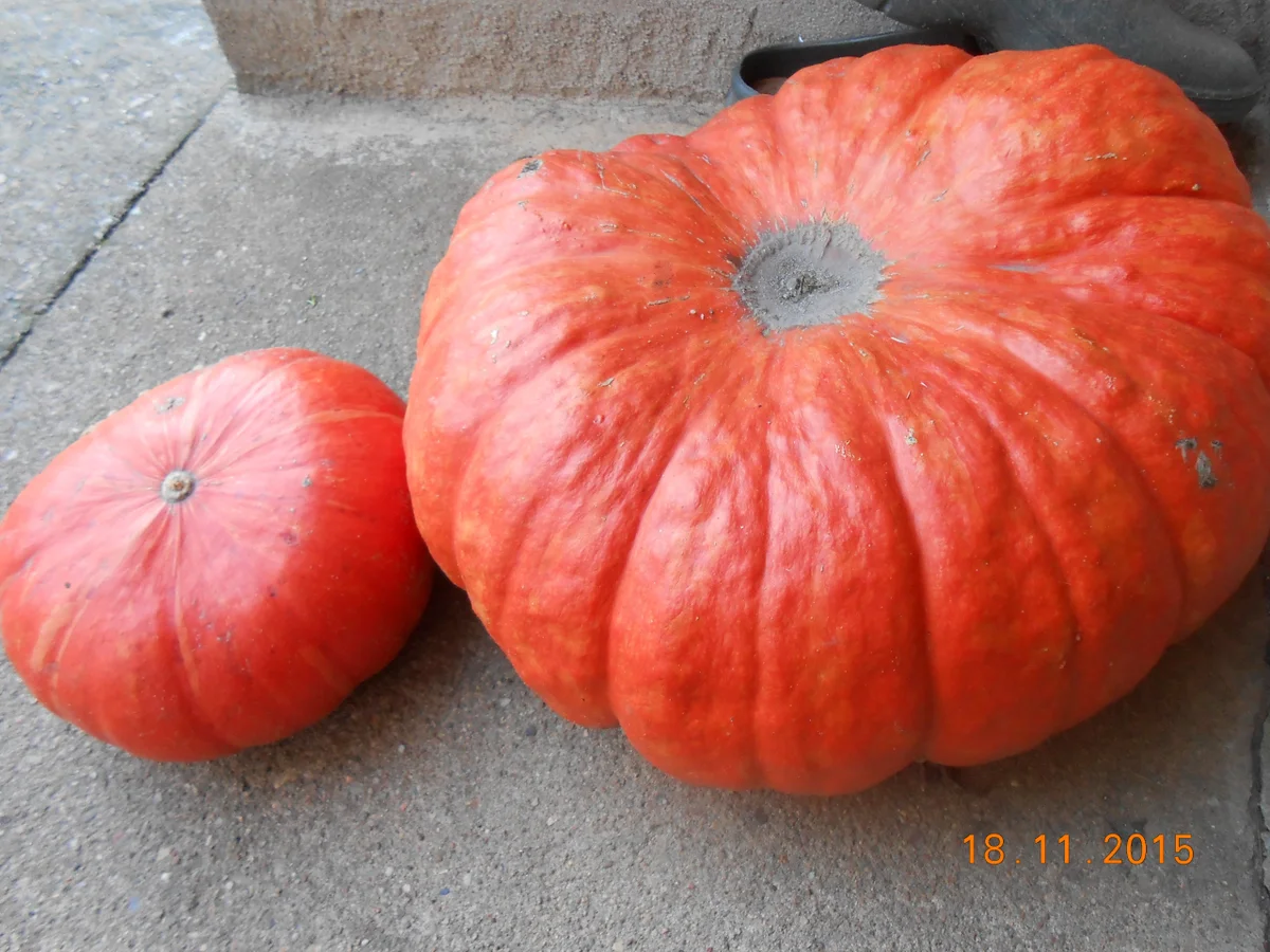 Rezept: Kürbismarmelade Bild Nr. 2492 Kürbismarmelade - Rezept - Bild Nr. 2492