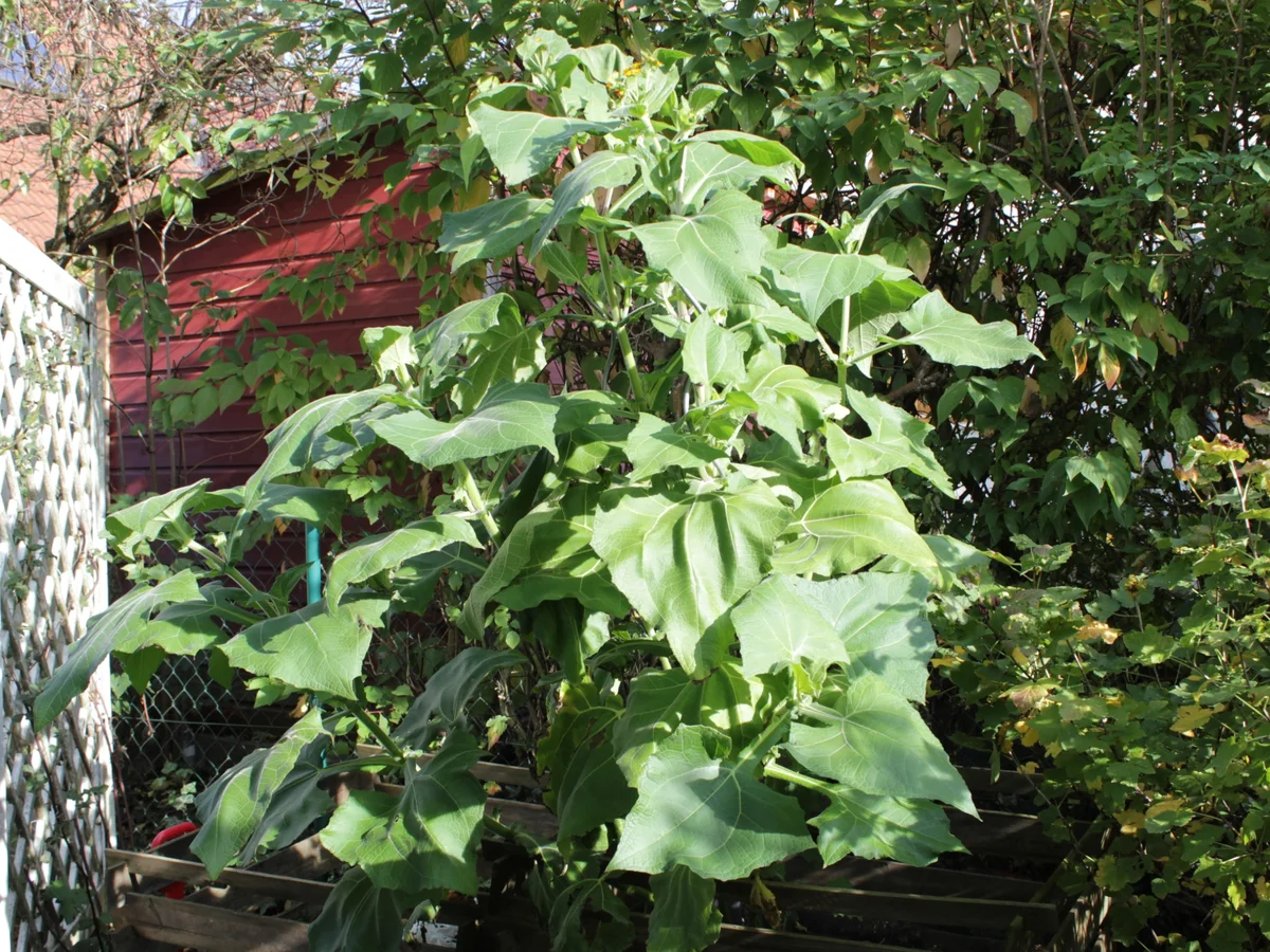 Salate: Rohkostsalat mit Yacón - Rezept - Bild Nr. 2773