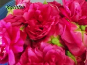 Rosenlikör - Rezept - Bild Nr. 2893