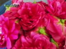 Rosenlikör - Rezept - Bild Nr. 2893