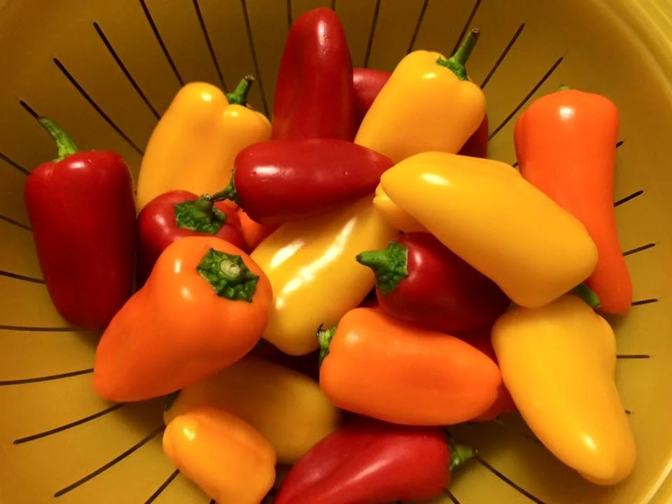 Rezept: eingelegte Mini Paprika Bild Nr. 3031 eingelegte Mini Paprika - Rezept - Bild Nr. 3031