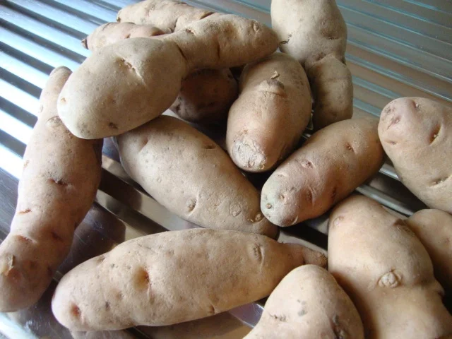 Rezept: geschmorte Kalbsbäckchen im Barolosößchen Bild Nr. 3238 geschmorte Kalbsbäckchen im Barolosößchen - Rezept - Bild Nr. 3238