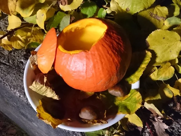 Wilde Kürbiscremesuppe - Rezept - Bild Nr. 3348