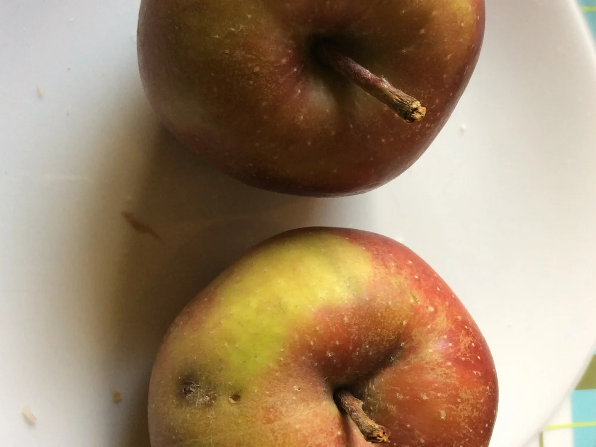 Rezept: fruchtiger Heringssalat Bild Nr. 3463 fruchtiger Heringssalat - Rezept - Bild Nr. 3463