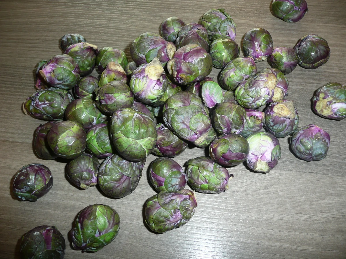 Steckrüben -  Eintopf Nr.2 - Rezept - Bild Nr. 3700