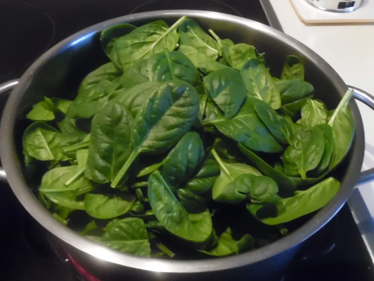 Cannelloni mit Kalbfleisch-Spinat-Füllung - Rezept - Bild Nr. 3876