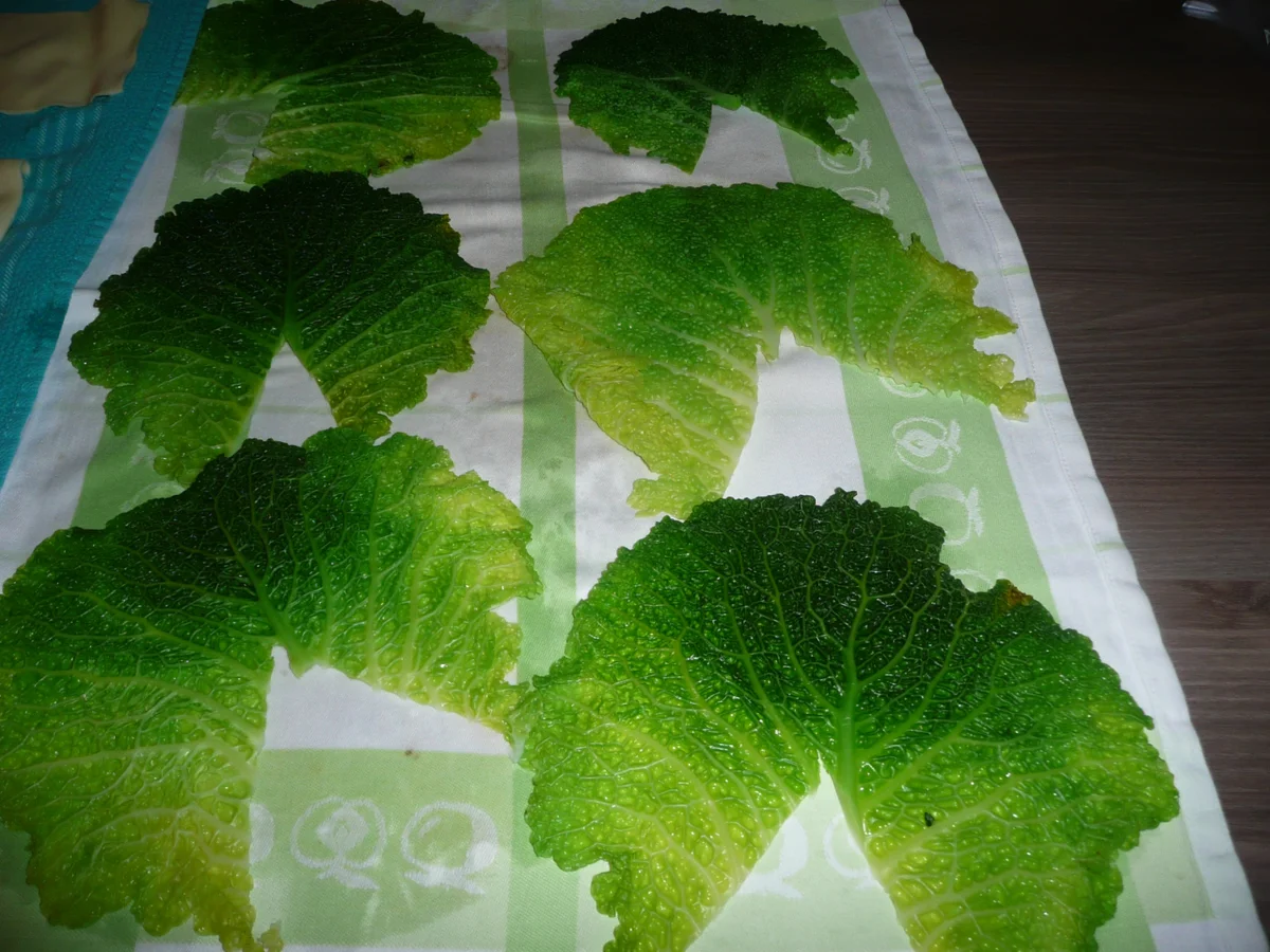 Wirsing - Cannelloni gefüllt mit Kasseler ! - Rezept - Bild Nr. 4340