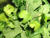 Mint - Korianderchutney - Rezept - Bild Nr. 4021