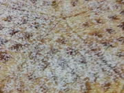 Waffeln - Rezept - Bild Nr. 4272