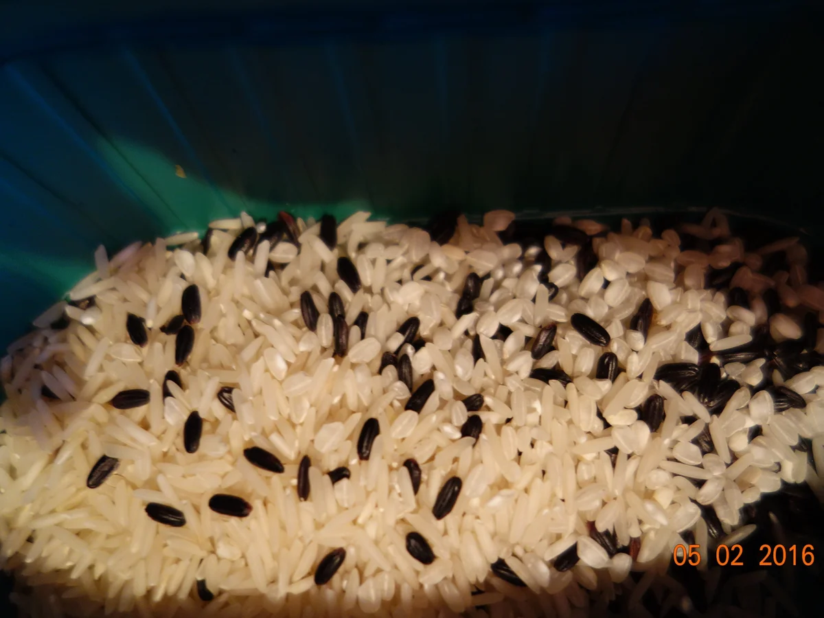 Reisfleisch - Rezept - Bild Nr. 4288